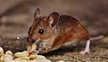 24 Hour & Emergency Exterminators in Pembroke Twp, IL